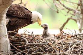 photo by Mohammed_Ibrahim7