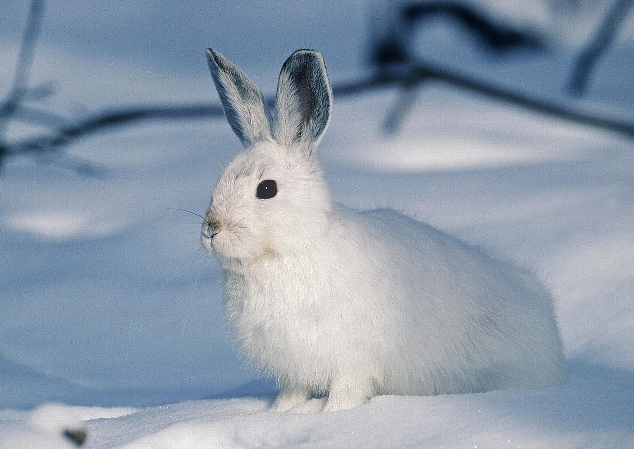 Rabbit, Bunny, Snow, Winter