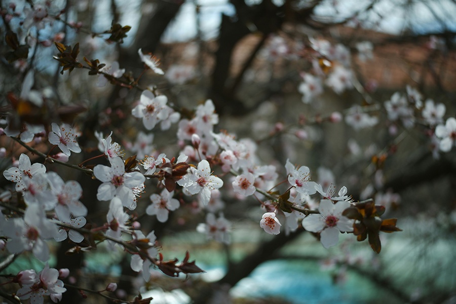Niitsitapi News April 27- May 1 - Niitsitapi Learning Centre